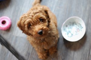 Feeding Rocky Creek Vineyard Labradoodles